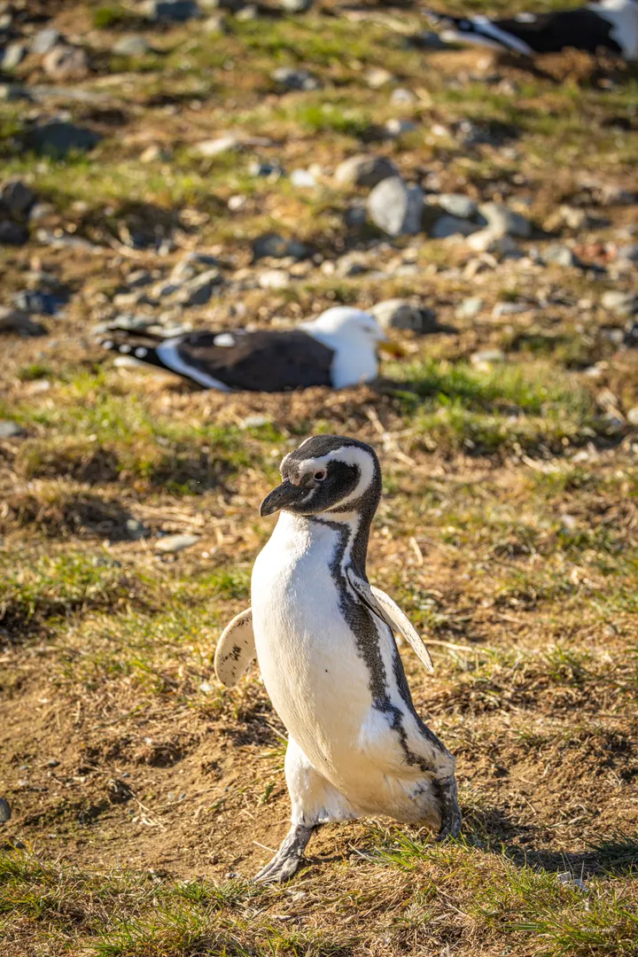 Punta Arenas — 13