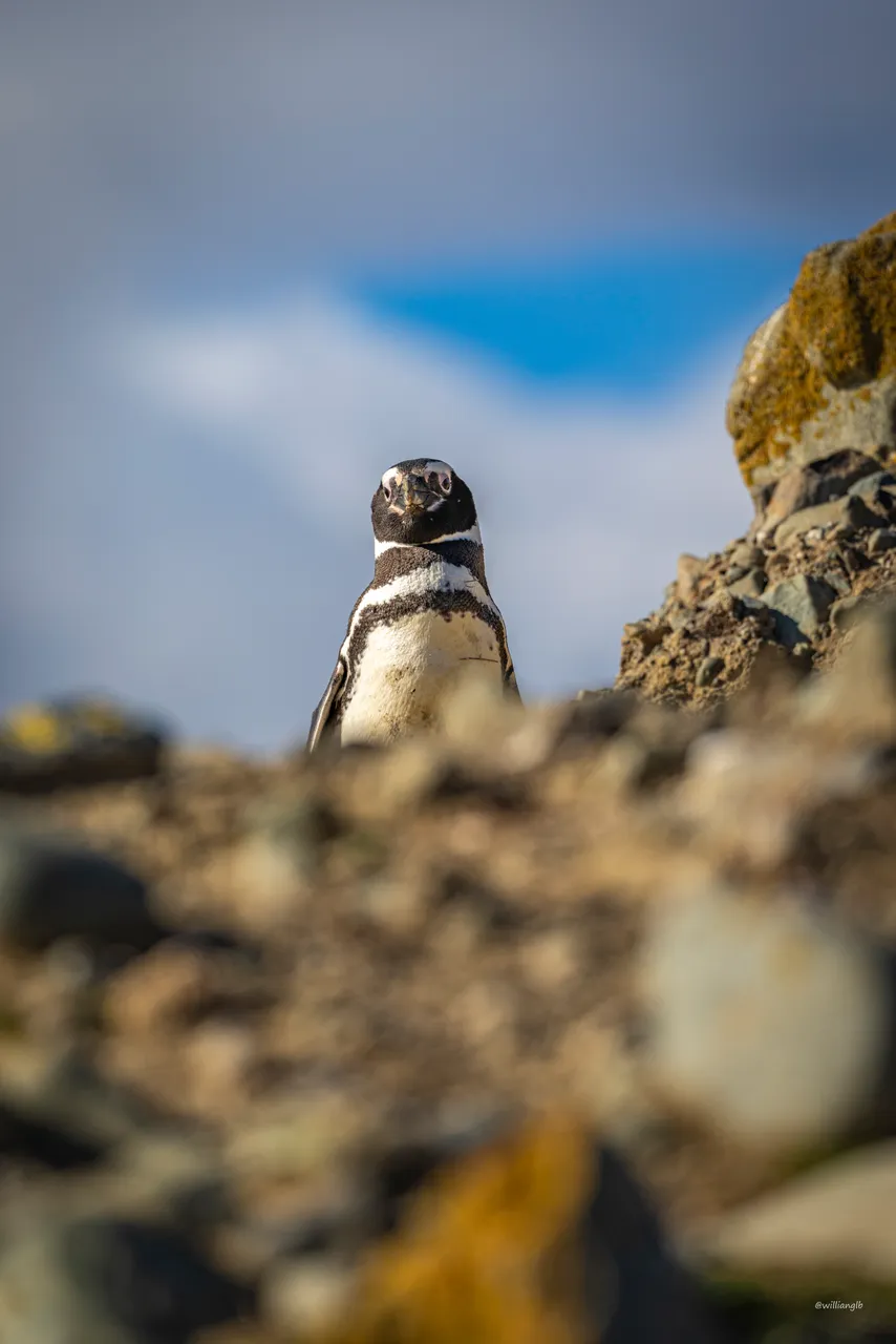 Punta Arenas — 02
