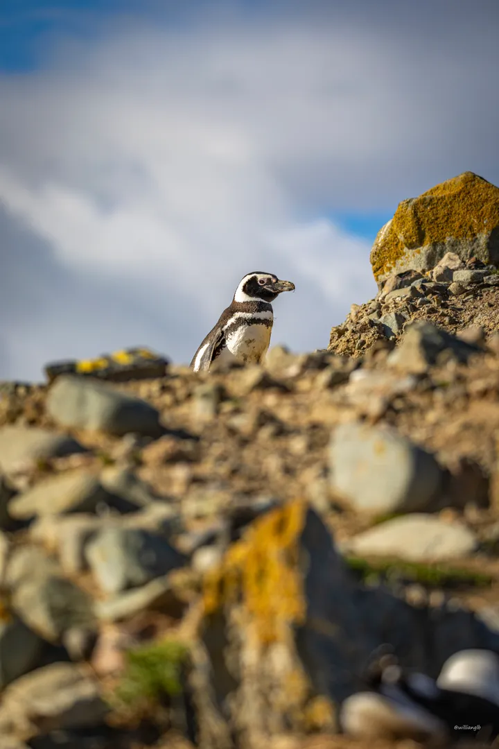 Punta Arenas — 16