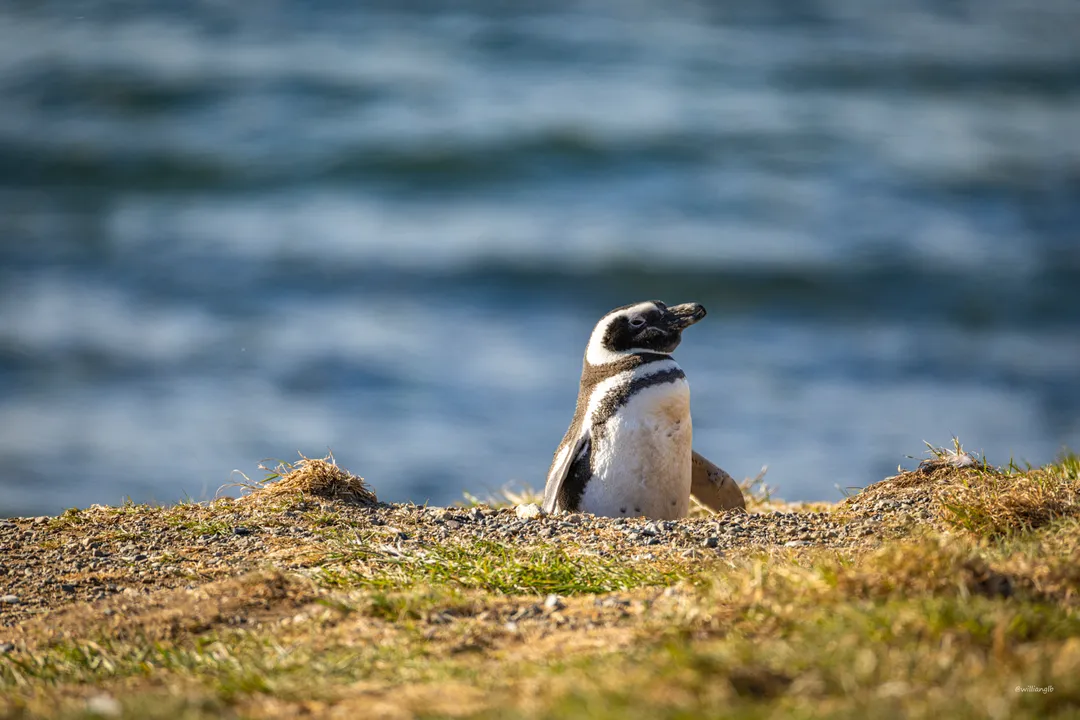 Punta Arenas — 19