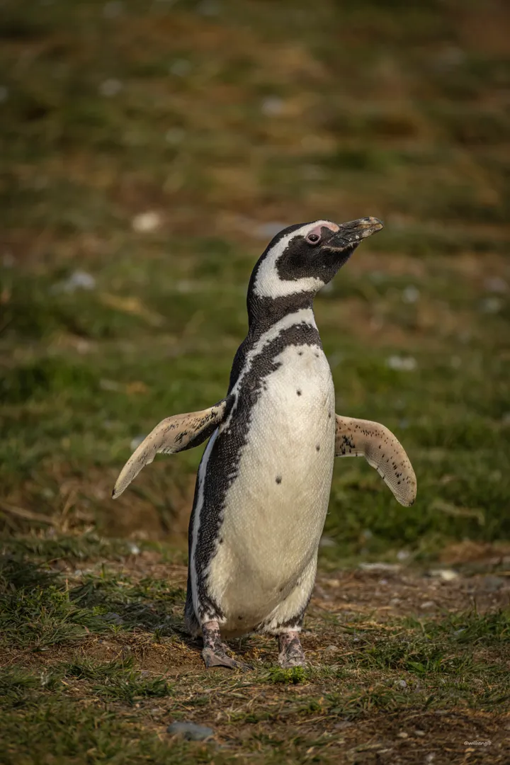 Punta Arenas — 24