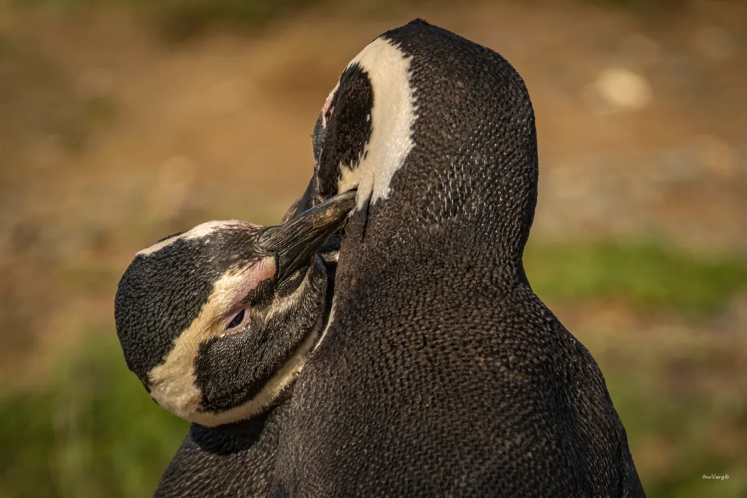 Punta Arenas — 25