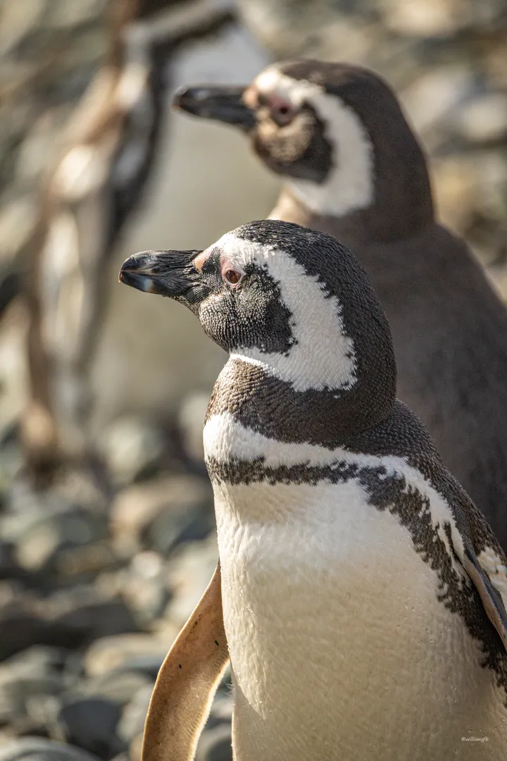 Punta Arenas — 26