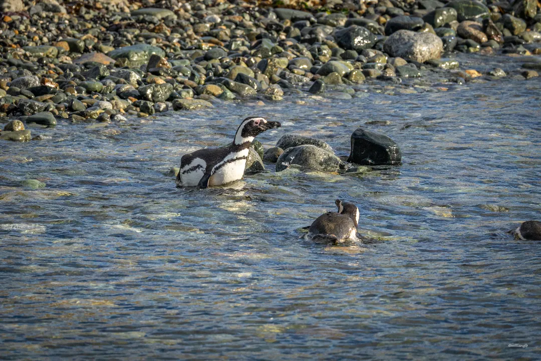 Punta Arenas — 27