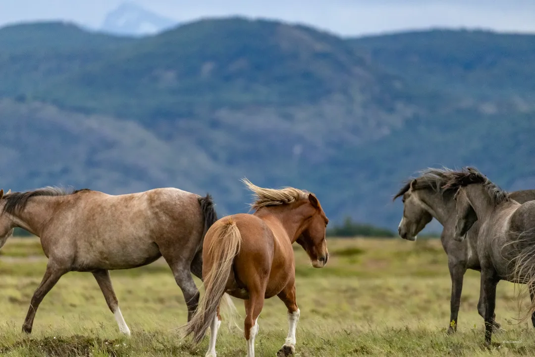 Torres del Paine — 01