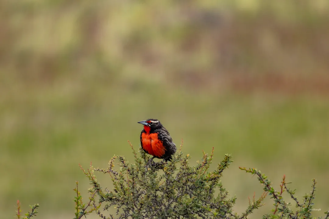 Torres del Paine — 26
