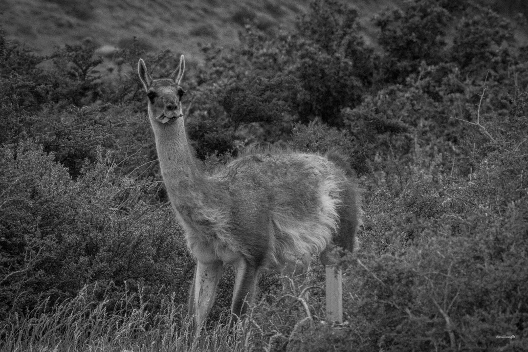 Torres del Paine — 29