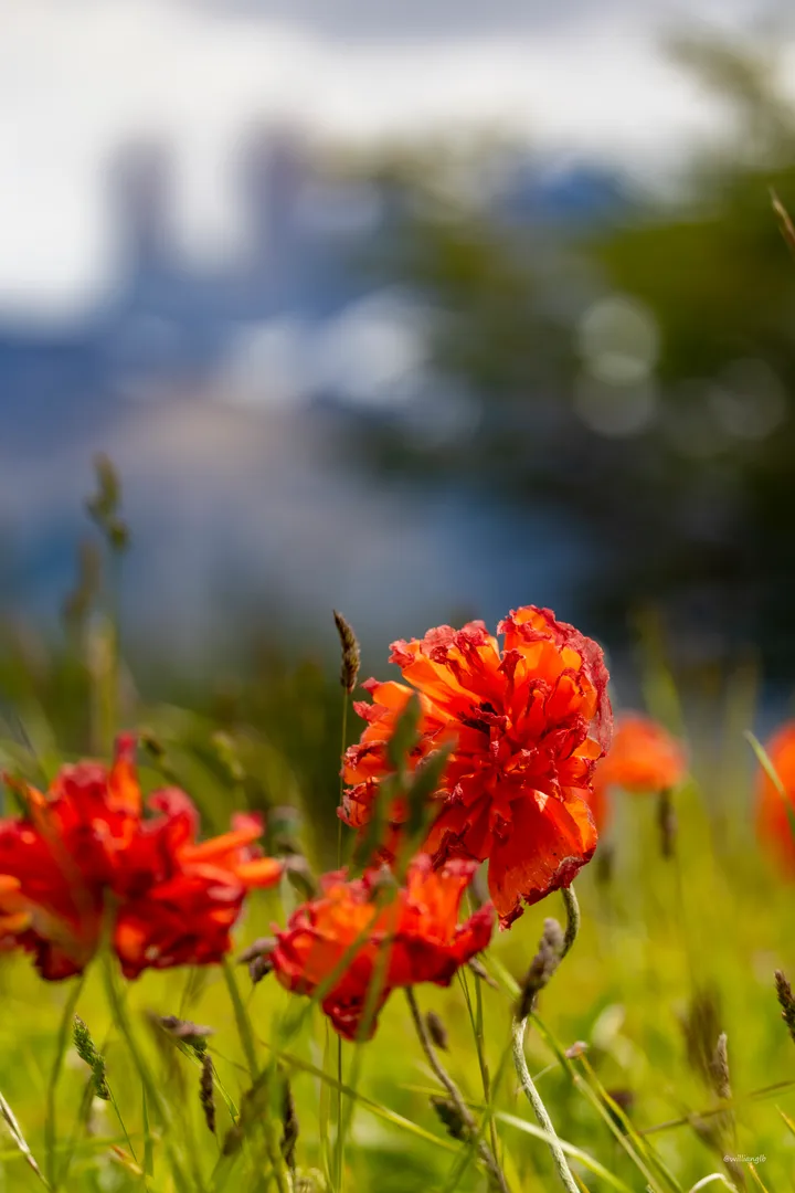 Torres del Paine — 24